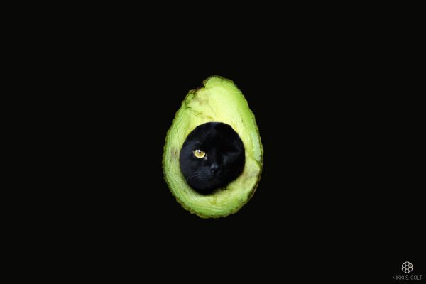 Avocato