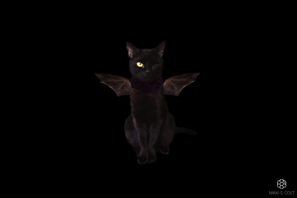 Batcat