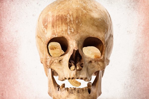 Pulse Of The Maggots