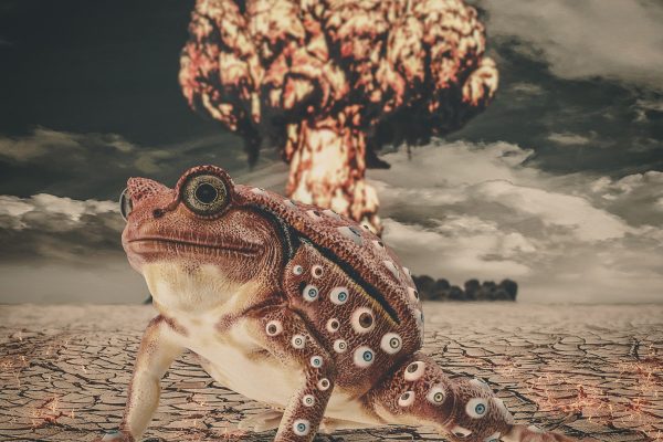 Fallout Frog