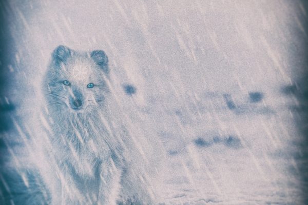 That Which Shows The Way