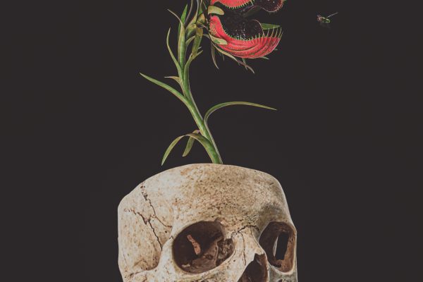Flowers & Bones: Venus Fly Trap