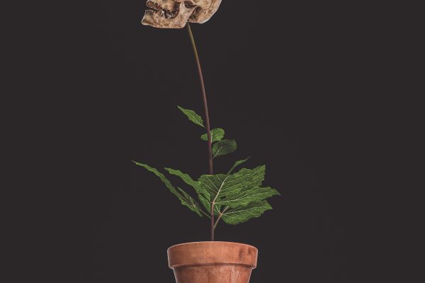 Flowers & Bones: Dahlia