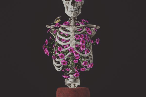 Flowers & Bones: Petunia