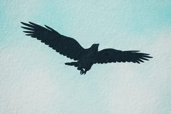 Fly Low Carrion Crow