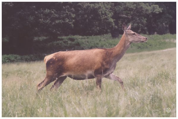 Richmond Park | Photo Shoot